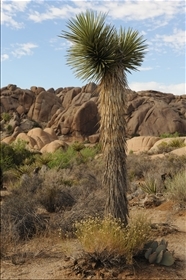 Joshua Tree NP